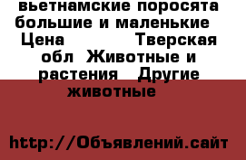 вьетнамские поросята большие и маленькие › Цена ­ 2 000 - Тверская обл. Животные и растения » Другие животные   